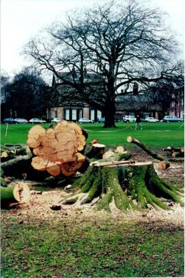 Tree end and Grange (portrait). Photograph.
