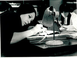 Dissecting fish under lamp.