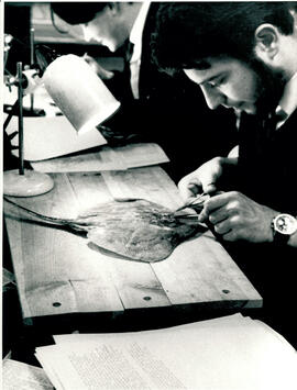 Dissecting fish with scissors and tweezers.